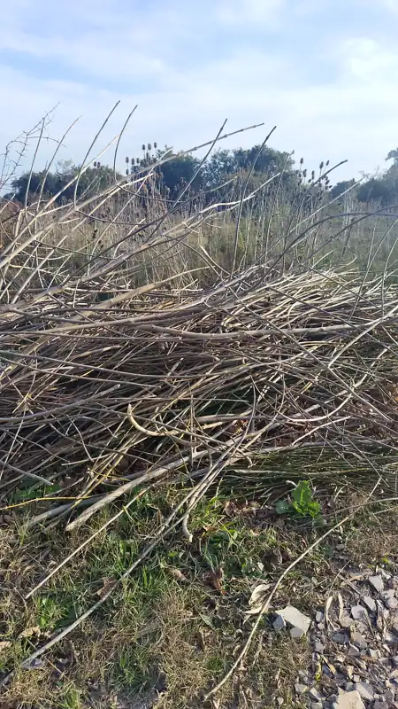 Foto del reporte